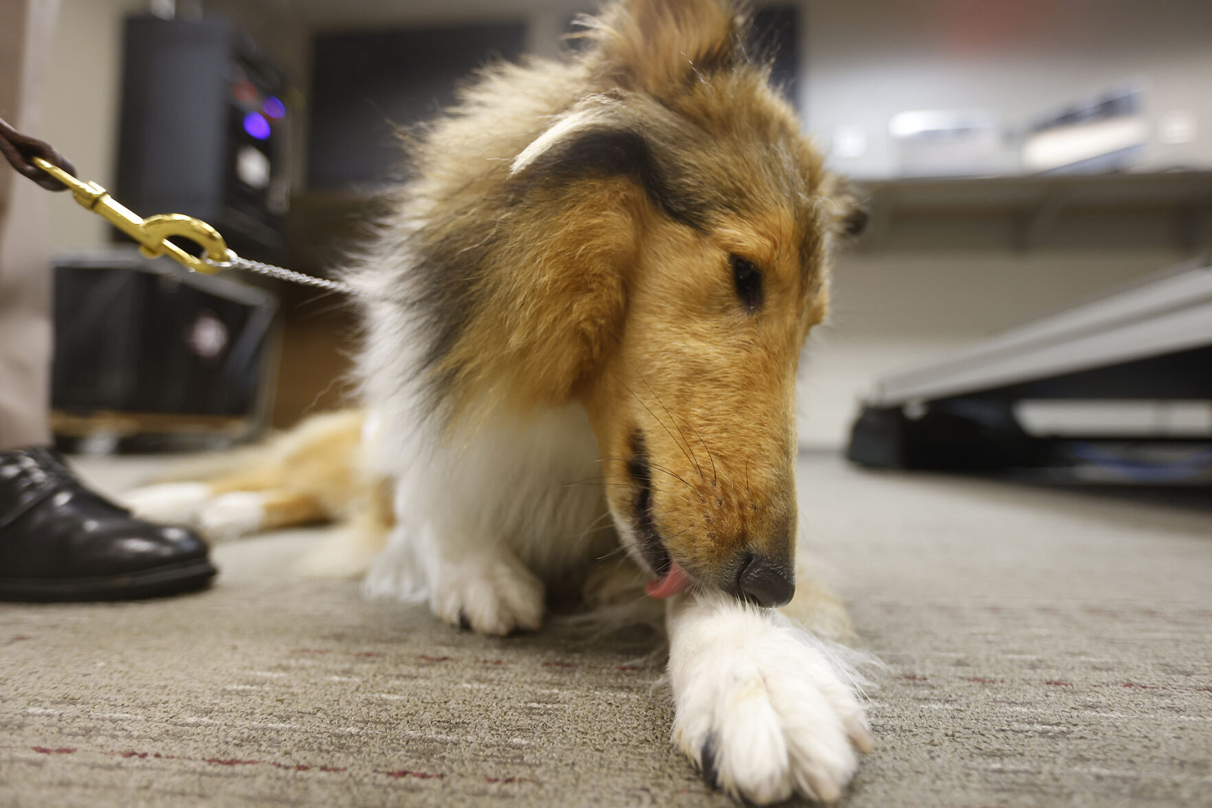 Reveille X
